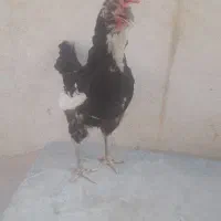 مرغ گلین