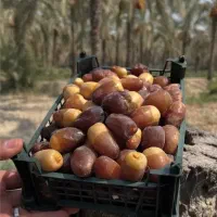 فروش رطب تازه و درجه یک