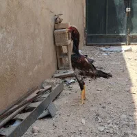 مرغ و خروس لاری