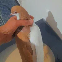 کفتر عتیقه