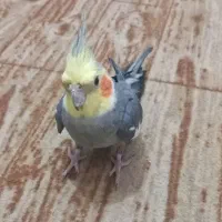 عروس هلندی بالغ جفت