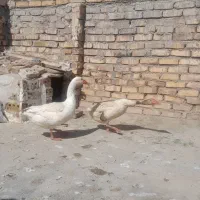 جفت غاز