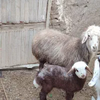 میش با بره