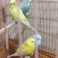 مرغ عشق