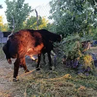 گوسفند نر چاق