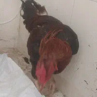 دوعدد خروس لاری