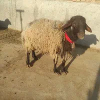فروش دام سبک و سنگین برای هیئات