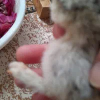 جوجه پاپری