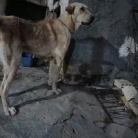سک عراقی