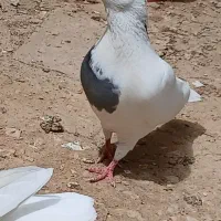 کبوتر نیم طوق