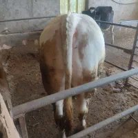 گوساله
