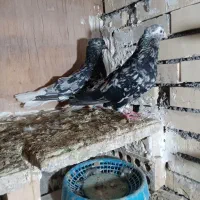 جفت ساتن مقبول وسالم