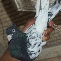 کبوتر کله سیاه