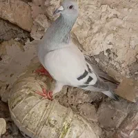 کفتر سبز کرمونی