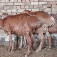 میش چینی