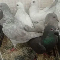۶تا کفتر