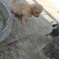 سگ و توله سگ شتزو کراس