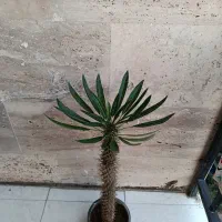 نخل ماداگاسکار بسیار سرحال و شاداب