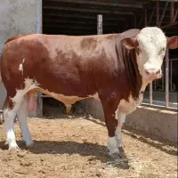 گاو،گوساله زنده/شتر*گوسفند،چاق وگوشتی مختص قربونی
