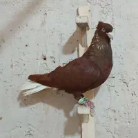 کبوتر|پرنده|شیراز, شهرک امیر کبیر|دیوار