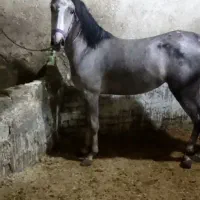 کره ماده