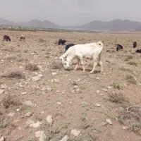 ۲عدد‌بزغاله‌سانن‌نرو‌ماده‌فروشی