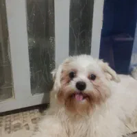 توله شیتزو