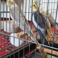 ۶ عدد عروس هلندی زیبا و سرحال سخنگو