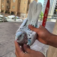 کفتر
