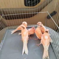 قناری معاوضه باآمپیلی