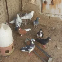 کبوتر پشتی