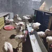 فروش جوجه تخم گذار