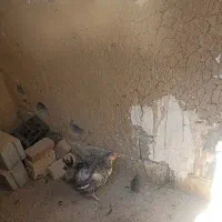 مرغ با6عدد جوجه