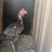 تعدادی مورغ وخروس  وسپا جوجه