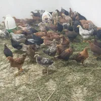 جوجه محلی دونه ای300