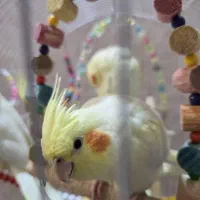 عروس هلندی|پرنده|فولادشهر, C2|دیوار