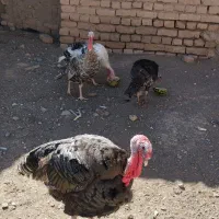 بوقلمون تخم گذار