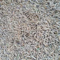 جو بذری خرمنکوبی