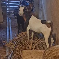 کهره وبزچاق داشتی وقصابی