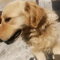 واگذاری سگ گلدن