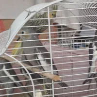 عروس هلندی