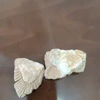 فسیل و سنگ های قدیمی با ارزش