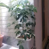 گل شفلرا