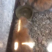 خرگوش لوپ