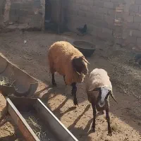 شیشک همو  و میش هترو