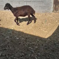 دو راس بره ماده قزل افشار