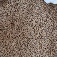 گندم|خدمات باغبانی و درختکاری|عنبرآباد, |دیوار