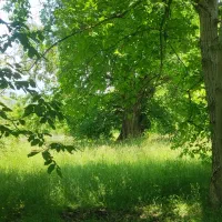 زمین-باغیو-مسکونی