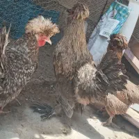 مرغ سلطان