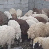 بره بزغاله چاق